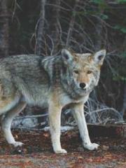 Love and him lt;lt;l