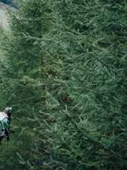 The Stand-in Wife Wa