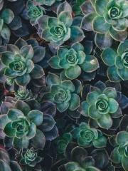 The Poisonous Doctor