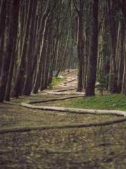 lt;Ye Qingyun, Tiany