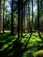 Lin Feng Lin Yun Yao